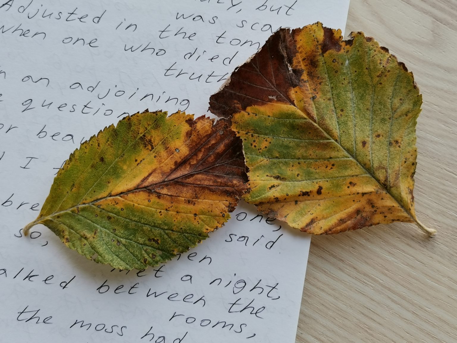 Two leaves on a notebook